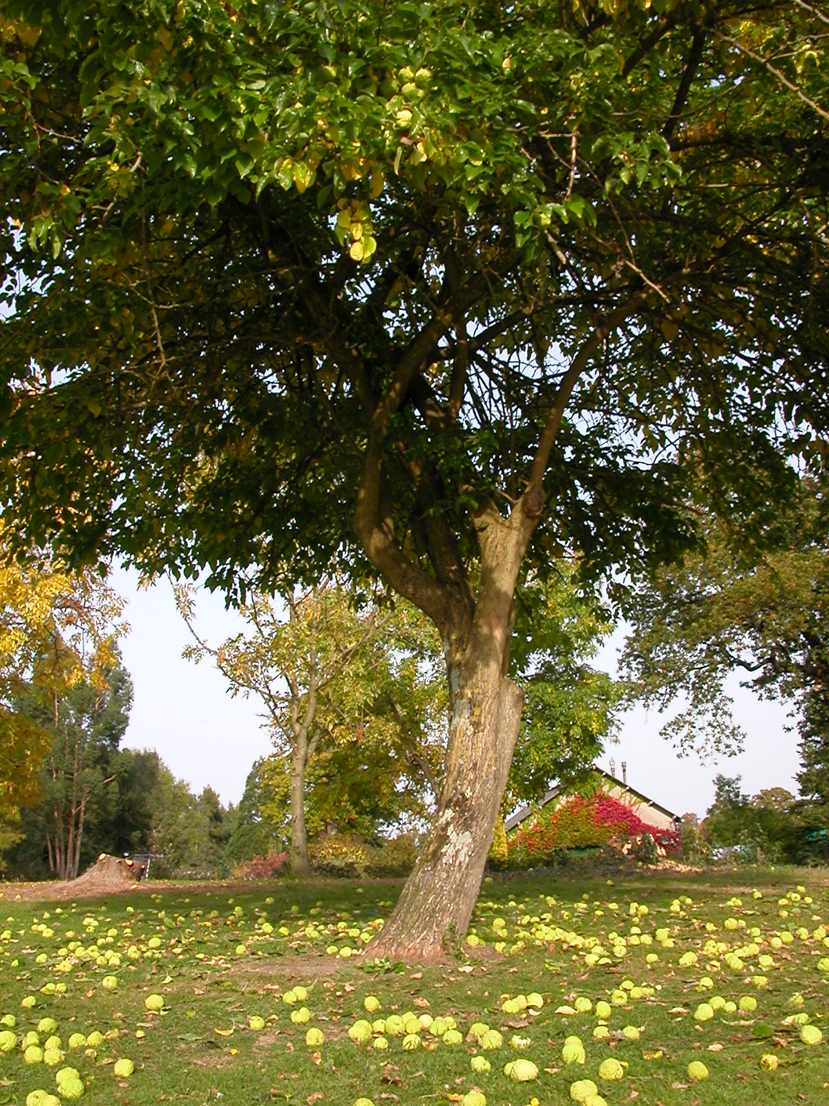 توت آمریکایی